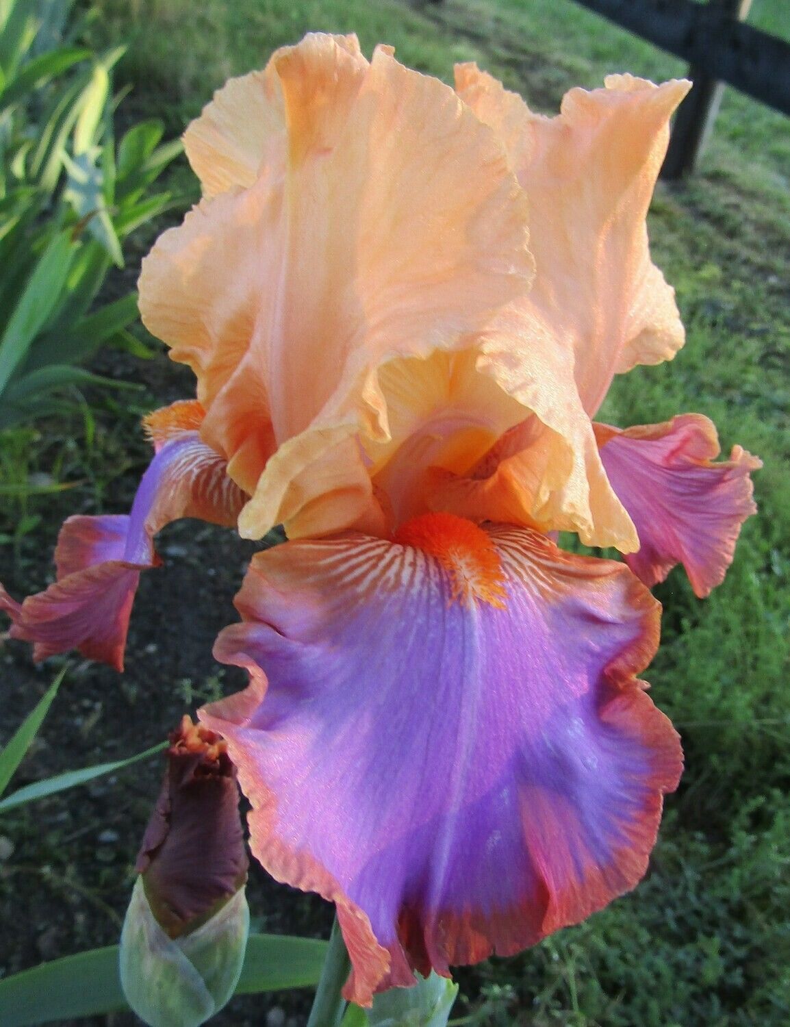 Iris Bearded Grand Canyon Sunset Reblooming German Iris Schreiner Size #1 Rhizome