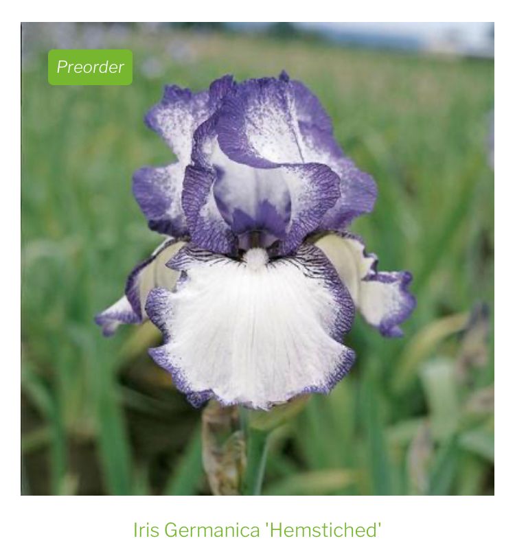 Iris Bearded Hemstitched Fragrant Rebloomer Ben Hager -   One Rhizome