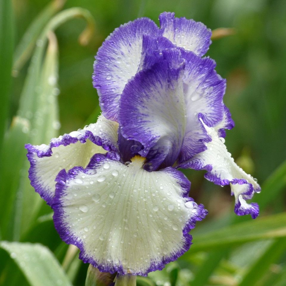 Iris Bearded Presby&#39;s Crown Jewel Reblooming Schreiner 1 Rhizome
