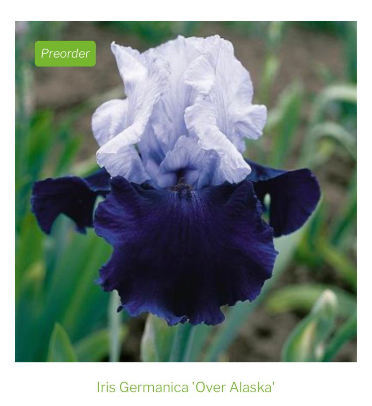 Iris Bearded Over Alaska Schreiner 2003 Size 1 Rhizome