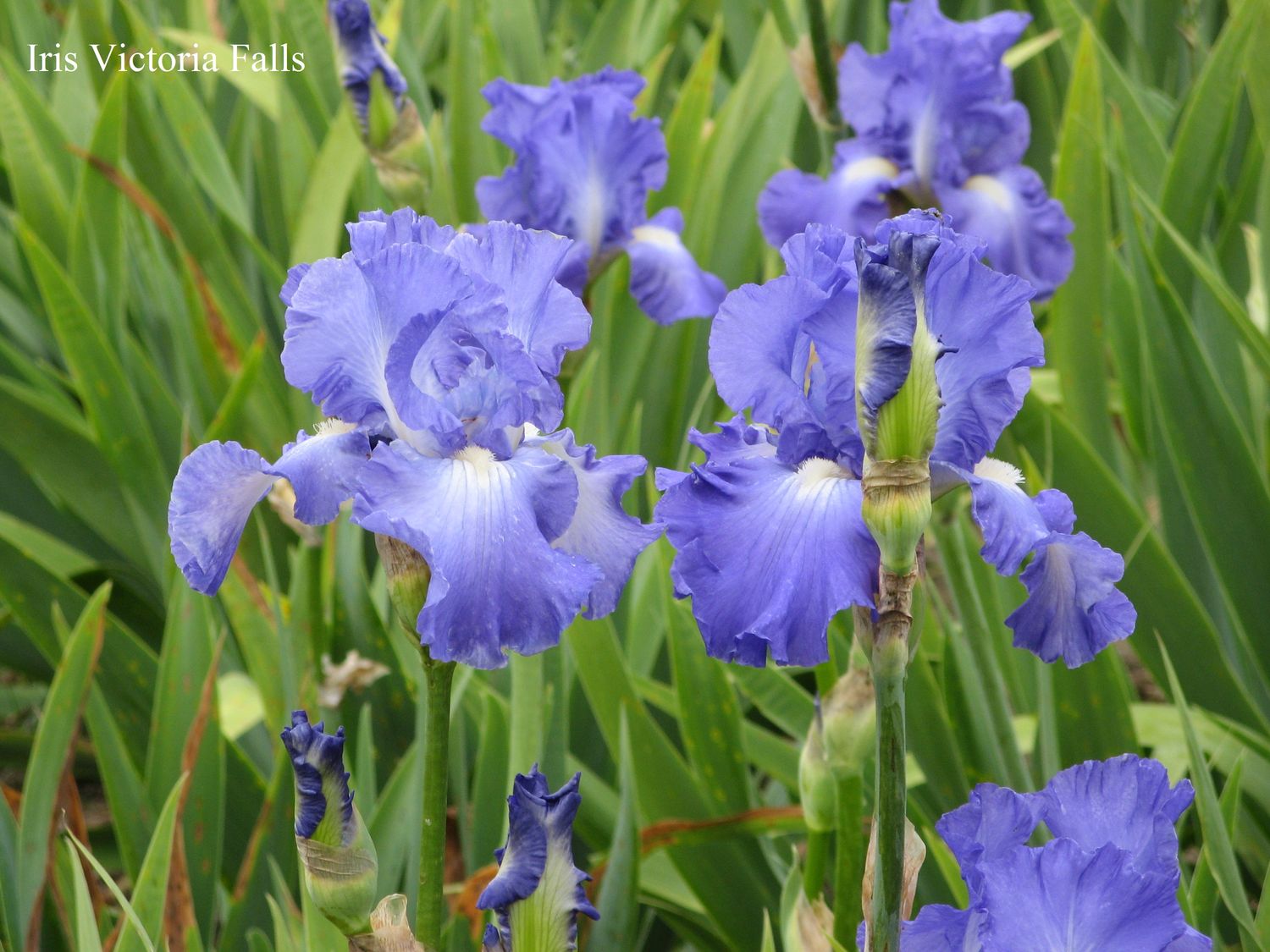 Iris Bearded Victoria Falls Fragrant Rebloomer Schreiners Size 1 Rhizome