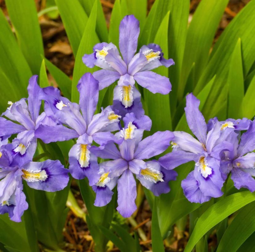 Iris Dwarf Crested Cristata Purple 5 plant per pot