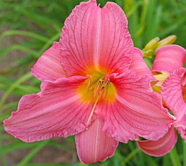 Daylily Rosa Bellini Hemerocallis rebloomer One Size #1 Division