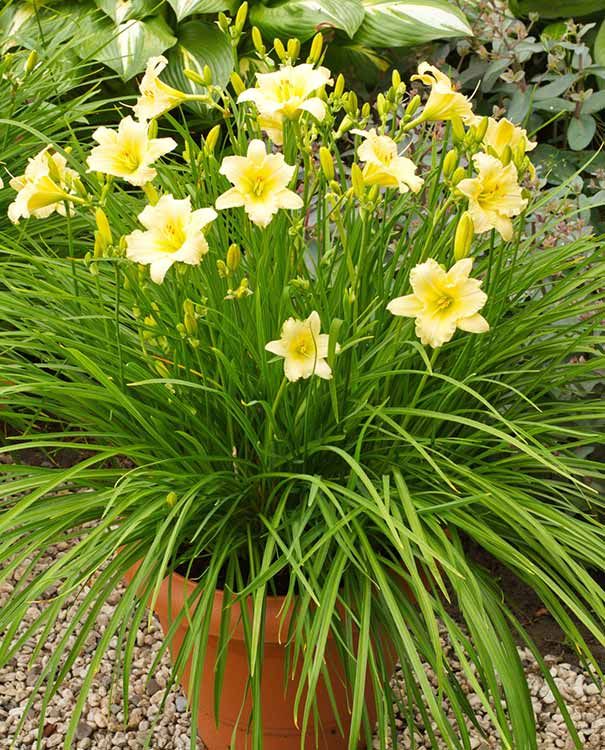 Daylily EveryDaylily Cream Hemerocallis Rebloomer One Size #1 Division