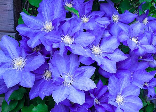 Clematis &#39;Rhapsody&#39; 4&quot; Tall Pot