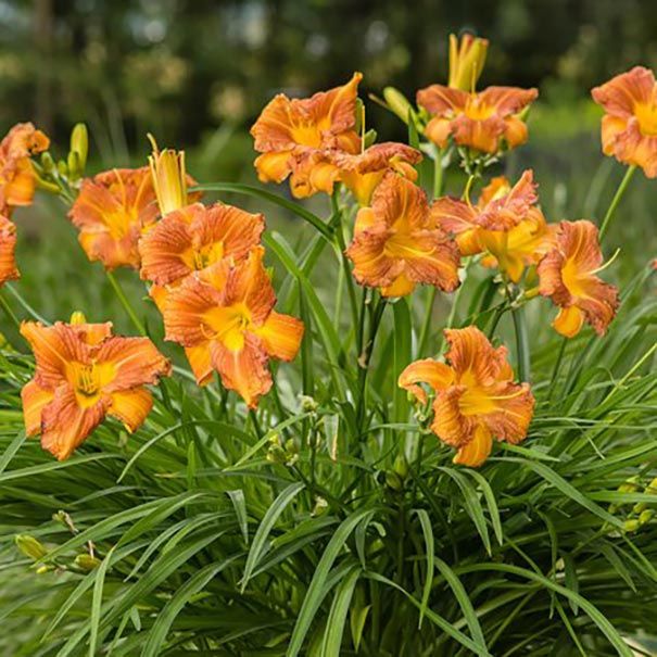 Daylily EveryDaylily Bronze Hemerocallis One Size #1 Division