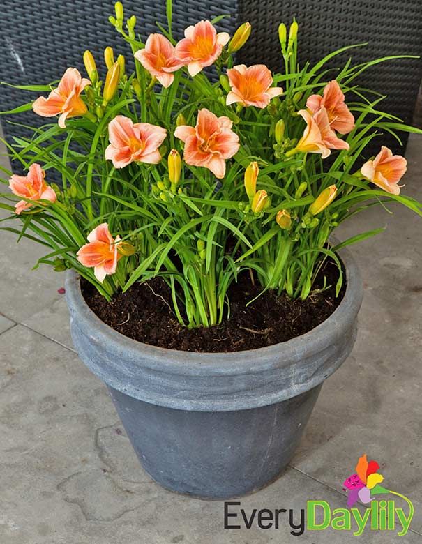 Daylily EveryDaylily Cerise Hemerocallis Rebloomer One Size #1 Division