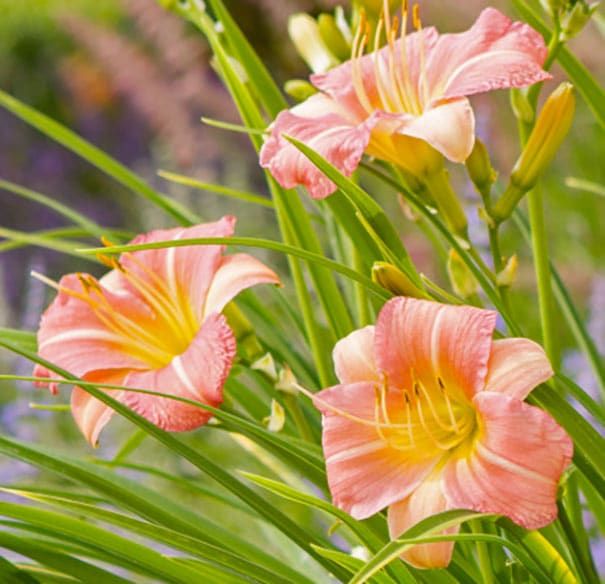 Daylily EveryDaylily Pink Cream Hemerocallis Rebloomer One Size #1 Division