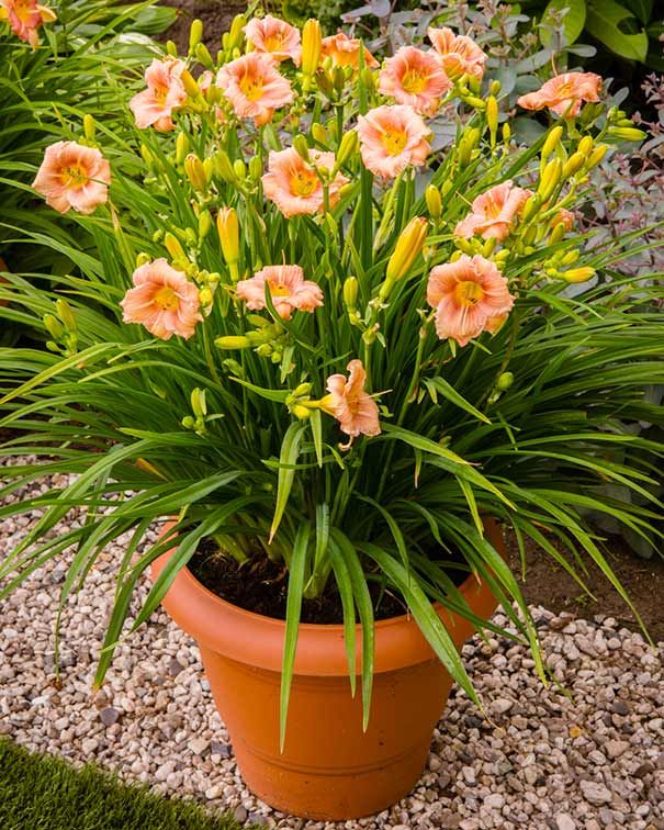Daylily EveryDaylily Rose Hemerocallis Rebloomer One Size #1 Division