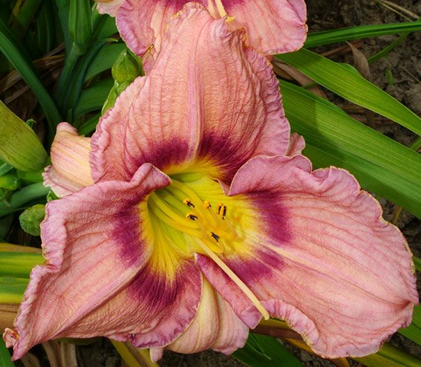 Daylily Bella Boo Hemerocallis Rebloomer One Size #1 Division