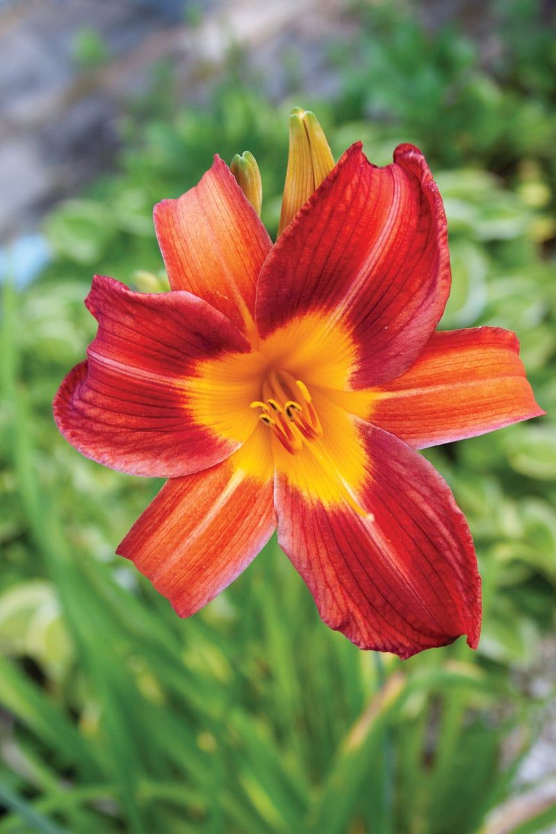 Daylily EveryDaylily Red Rib Hemerocallis Rebloomer One Size #1 Division