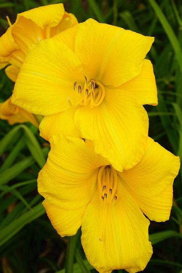 Daylily Buttered Popcorn Hemerocallis One Size #1 Division