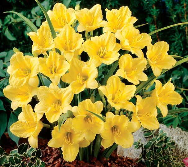 Daylily Happy Returns Hemerocallis Rebloomer One Size #1 Division