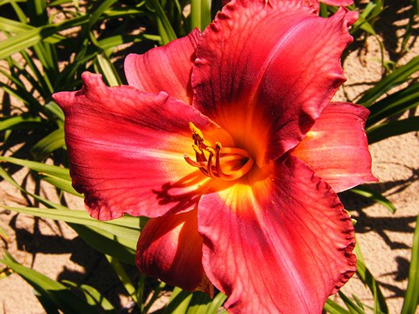 Daylily Little Cadet Hemerocallis Rebloomer One Size #1 Division