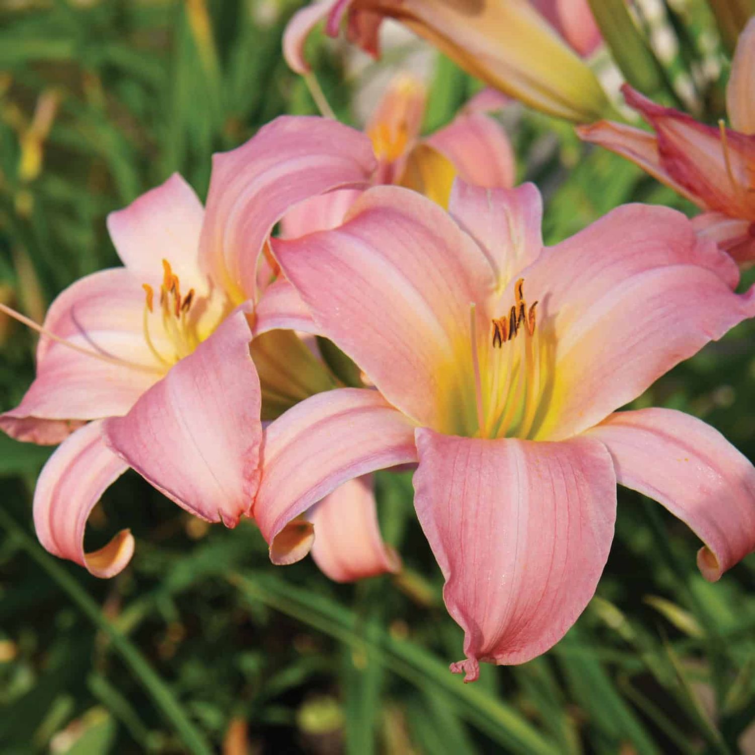 Daylily Platinum Palette Pink Whispers Hemerocallis Rebloomer One Size #1 Division