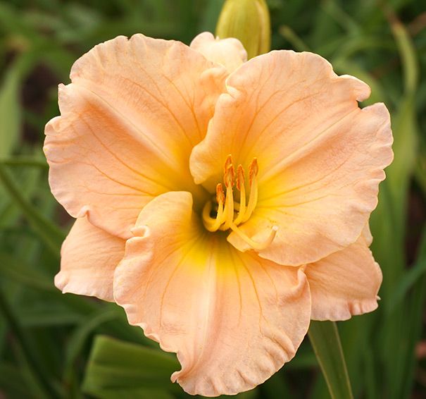 Daylily Platinum Palette Pilgrim Pride Hemerocallis Rebloomer One Size #1 Division