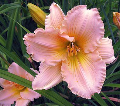 Daylily Fairy Tale Pink Hemerocallis Rebloomer One Size #1 Division