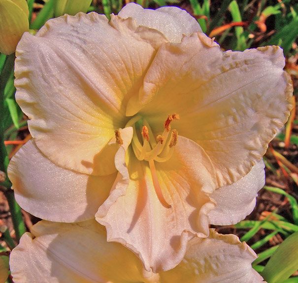 Daylily Lullaby Baby Hemerocallis Rebloomer One Size #1 Division