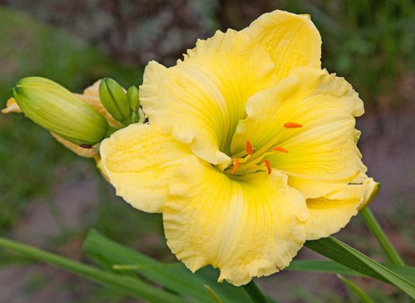 Daylily Big Time Hemerocallis Rebloomer One Size #1 Division