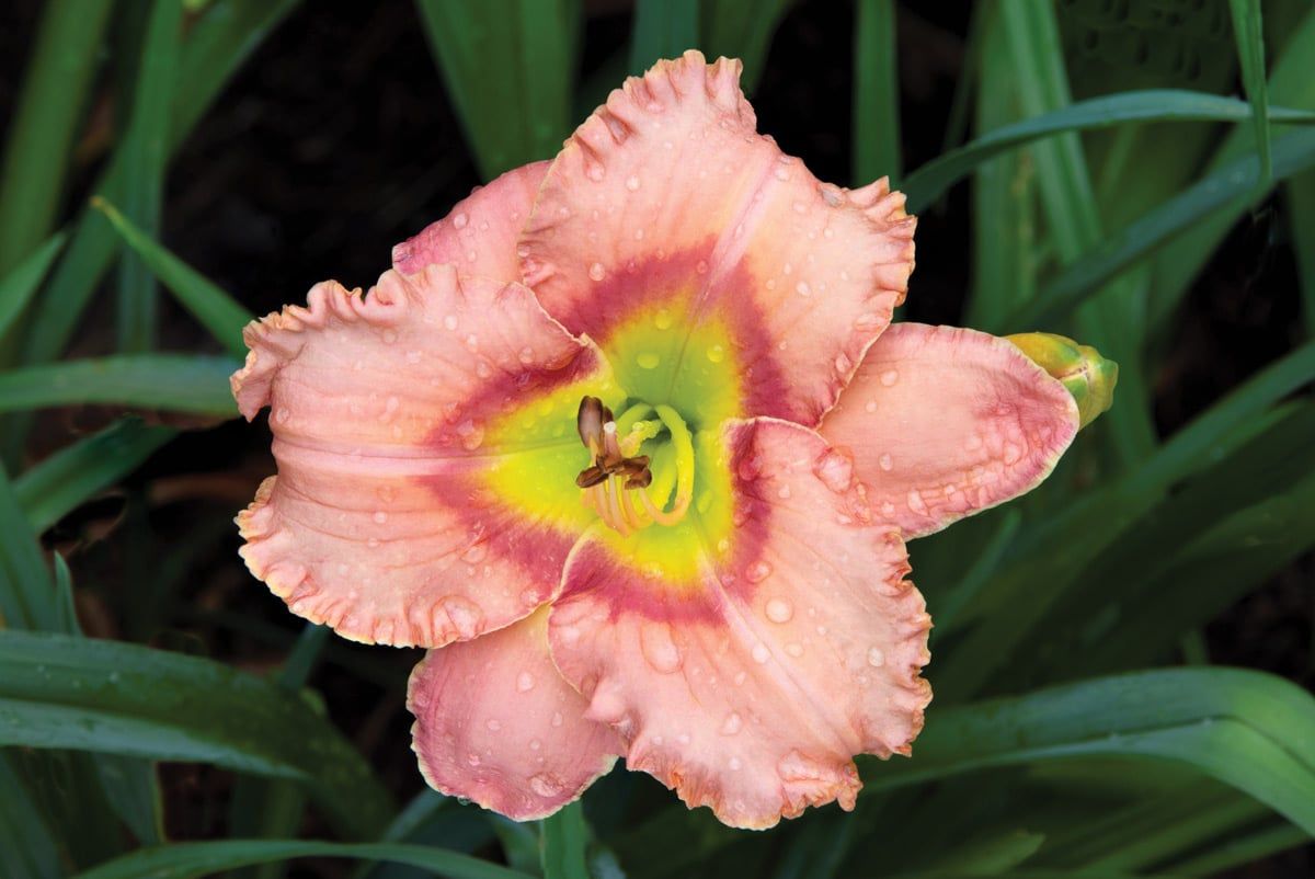 Daylily Longfield&#39;s Glory Hemerocallis One Size #1 Division