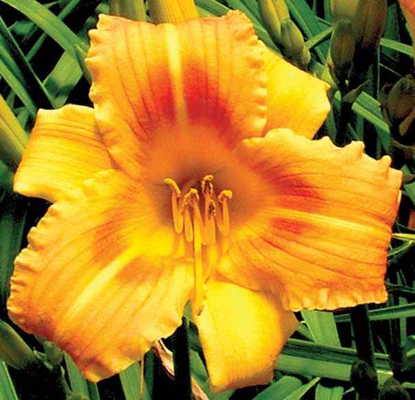Daylily Orange Flurry Hemerocallis Rebloomer One Size #1 Division