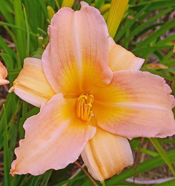 Daylily Mini Pearl Hemerocallis Rebloomer One Size #1 Division