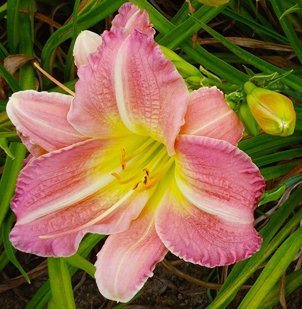 Daylily Pink Tirzah Hemerocallis One Size #1 Division