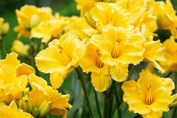 Daylily Stella Supreme Hemerocallis Reblooming One Size #1 Division