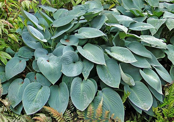 Hosta Blue Cadet