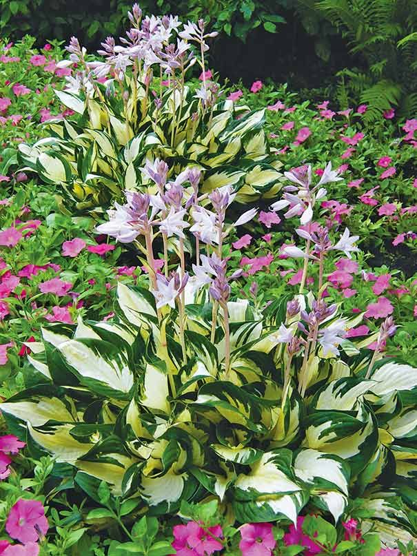 Hosta Fire &amp; Ice