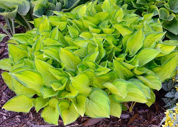 Hosta fortunei ‘Albo-picta’