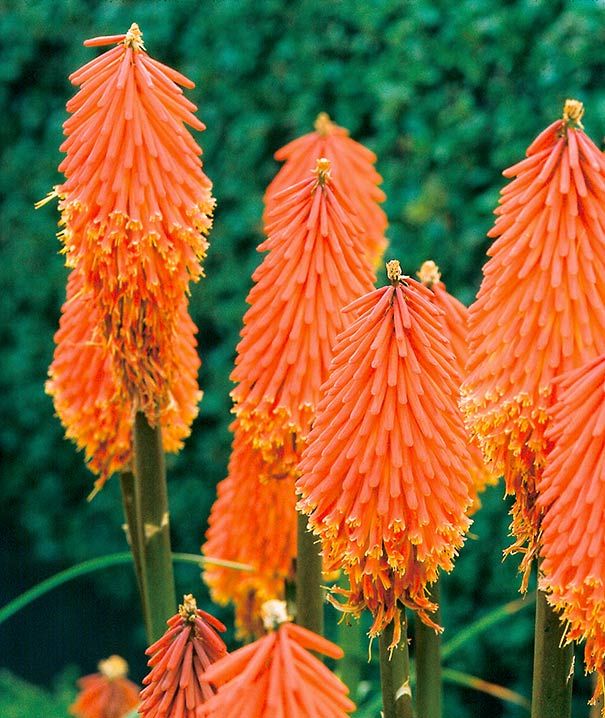 Red Hot Poker Kniphofia Torch Lily, Tritoma