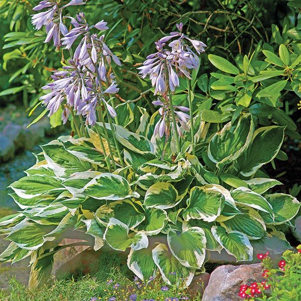Hosta Minuteman