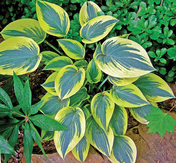 Hosta First Frost