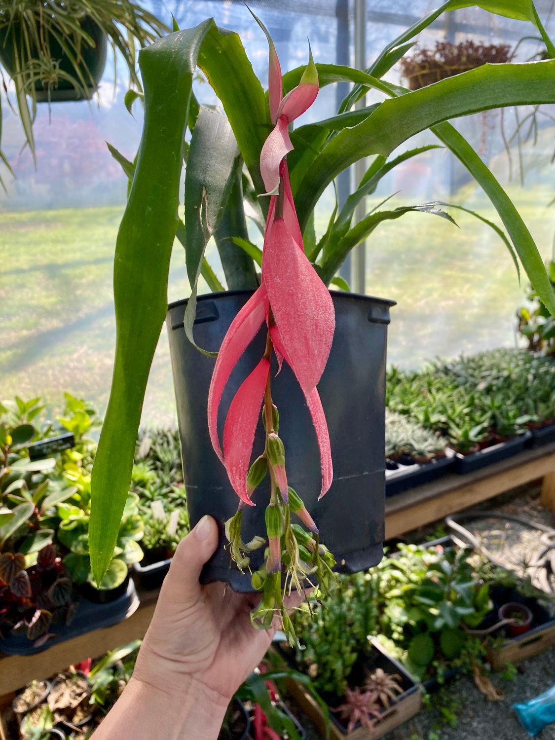 Bromeliad Queen of Tears Friendship Plants Billbergia Nutans 1 Rooted Plant Per Pot