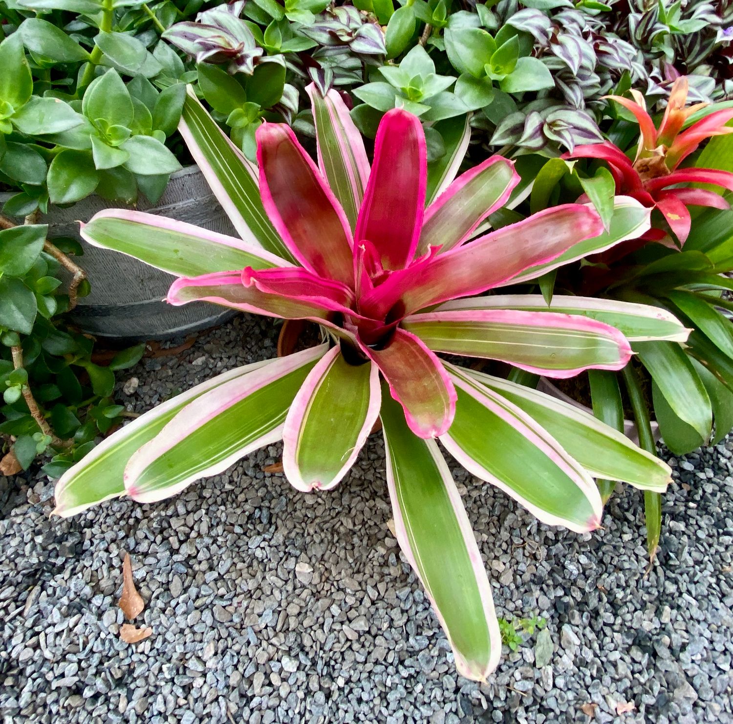 Bromeliad Neoregelia Franca Variegated 4&quot; Pot Live Plant