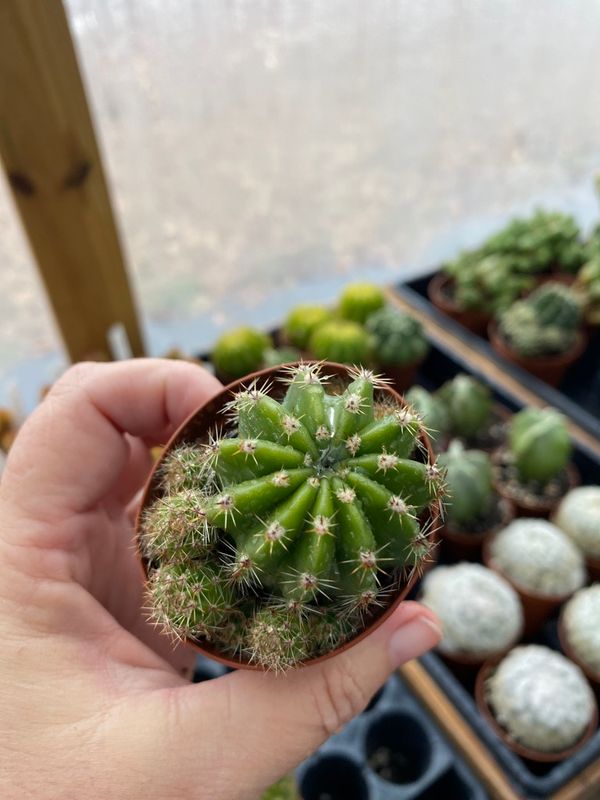 Cactus Hybrid Rainbow Burst 2&quot; Pot Live Plant with Babies