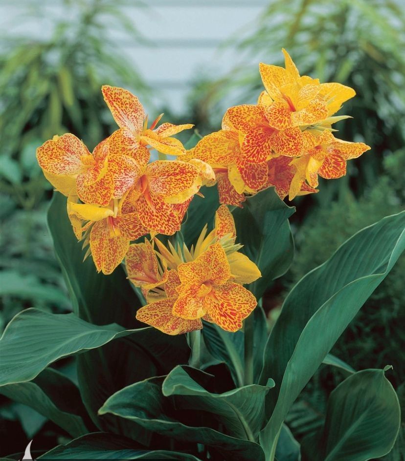 Canna Lily Golden Lucifer Dwarf Variety 32-35&quot; tall 1 rhizome