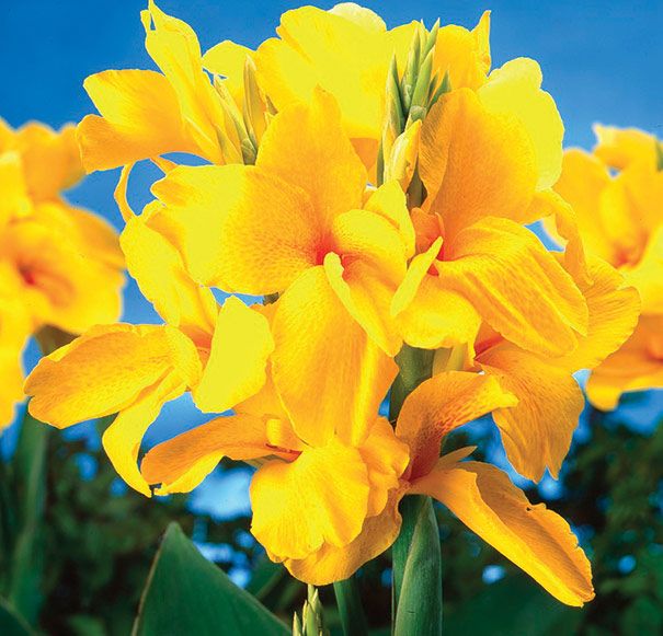 Canna Lily Dwarf King City Gold #1 Size Rhizome