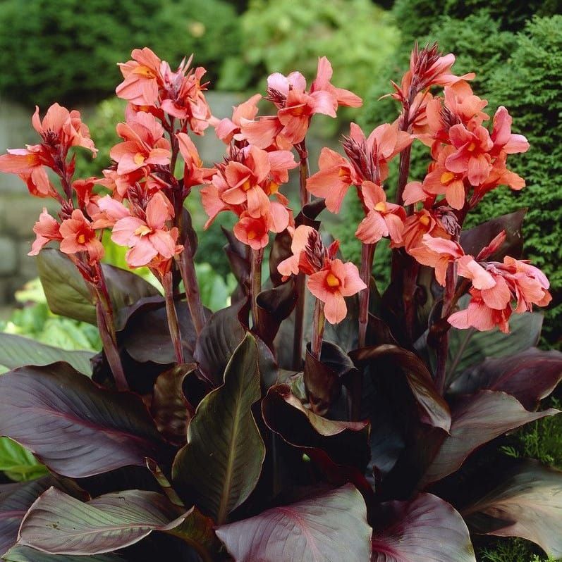Canna Lily Angelique Dwarf