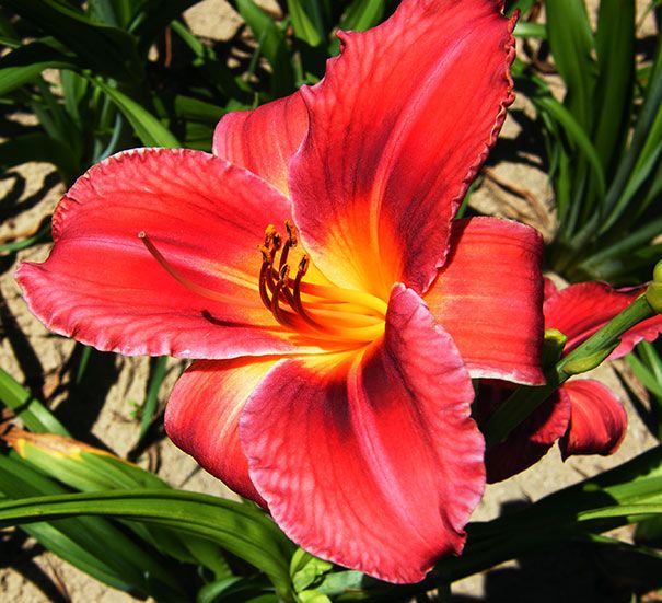 Daylily Jay #1 Size Rhizome