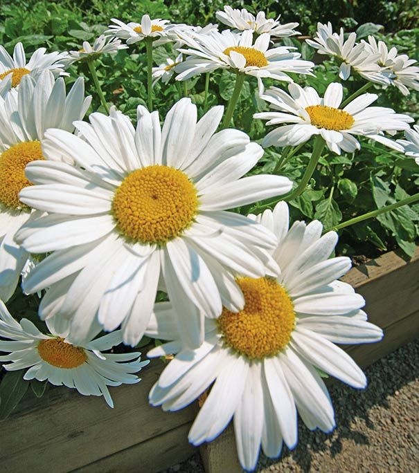Shasta Daisy Becky Leucanthemum x superbum