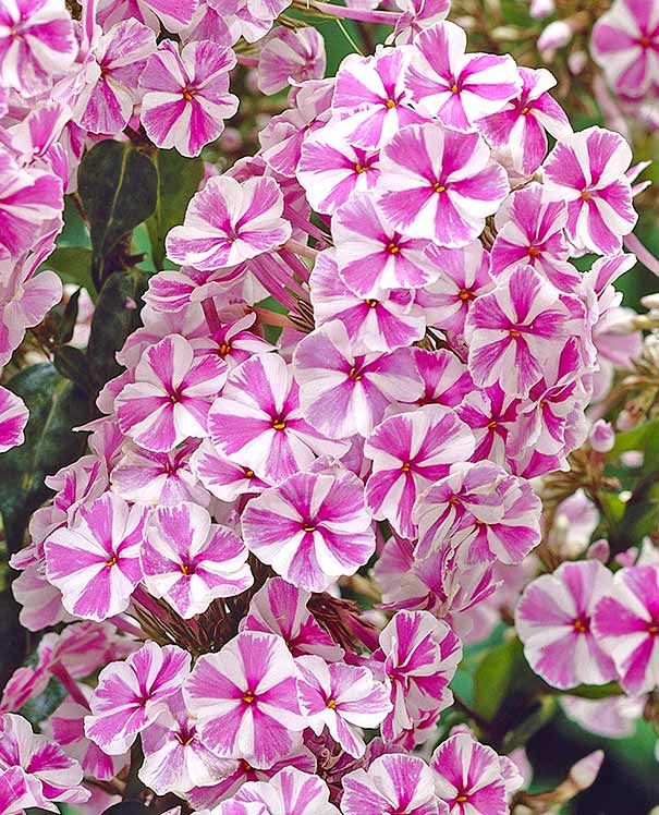 Phlox (Garden Phlox), maculata ‘Natascha’