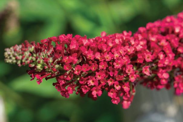 Butterfly Bush Royal Red Buddleia