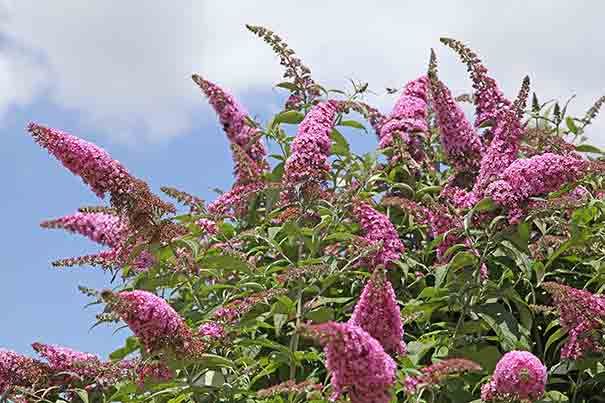 Butterfly Bush Pink Delight Buddleia