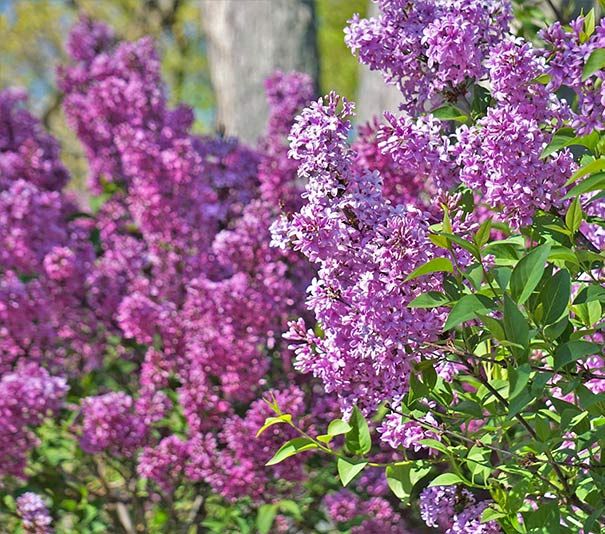 Lilac Common Lilac Syringa vulgaris