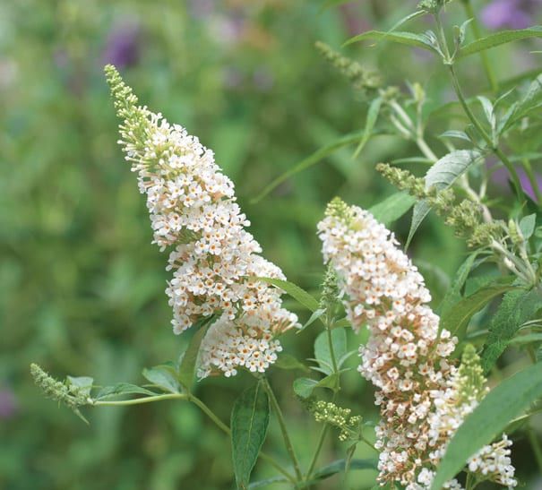 Butterfly Bush White Profusion Buddleia