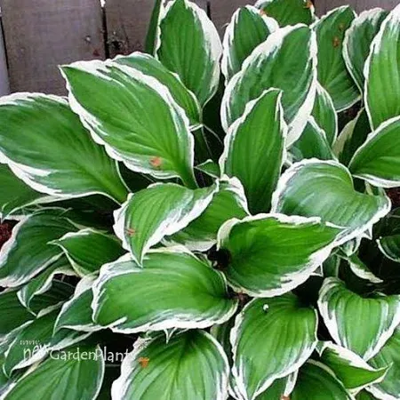 Hosta Albomarginata Plantain Lily