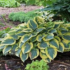 Hosta First Frost Plantain Lily