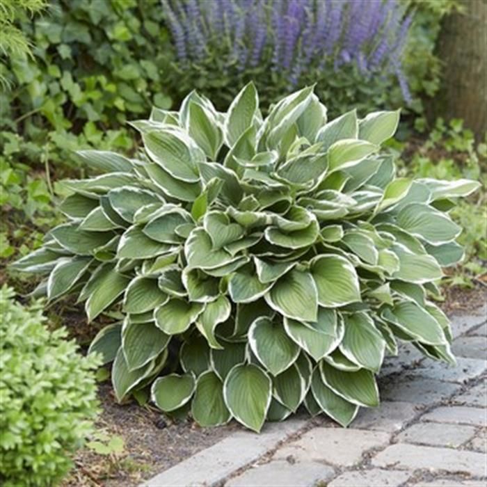 Hosta Francee Plantain Lily